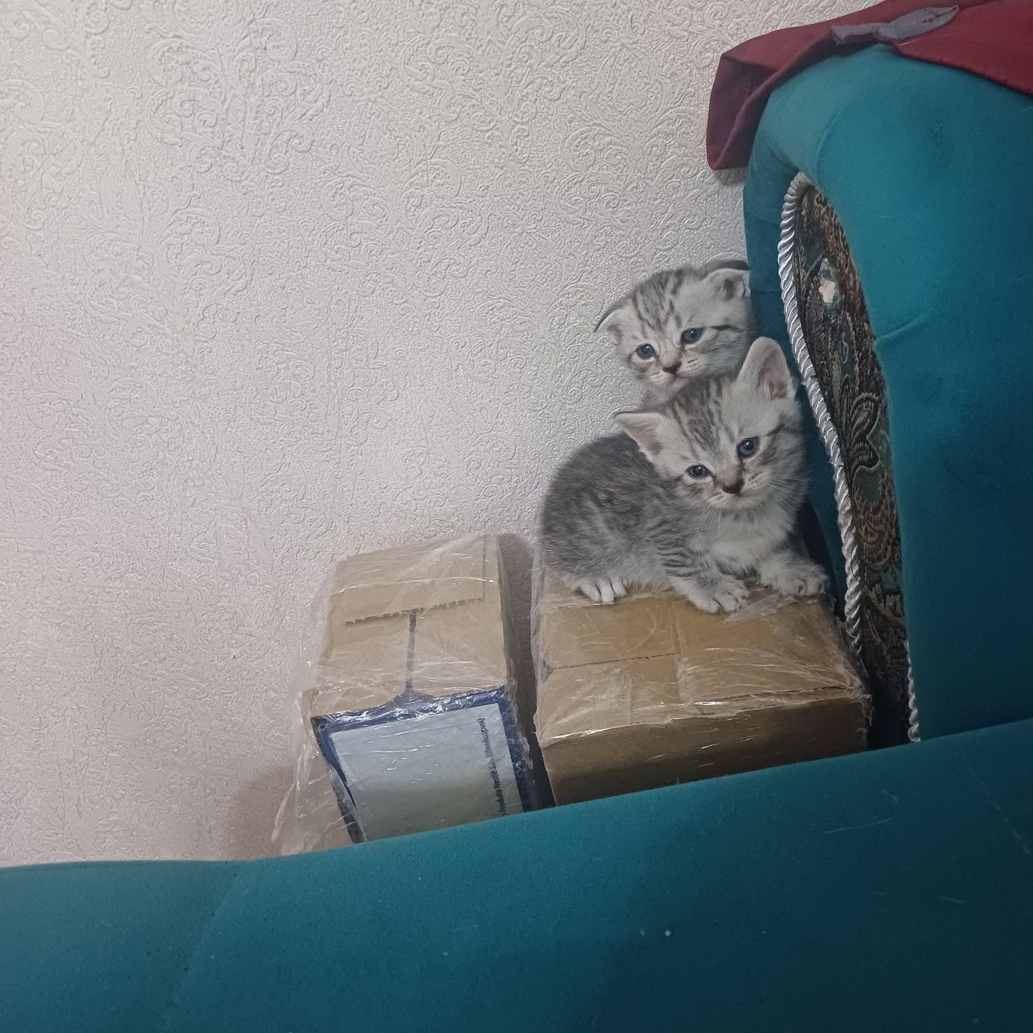 шотландские котята
