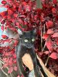 Котенок Машенька ищет семью