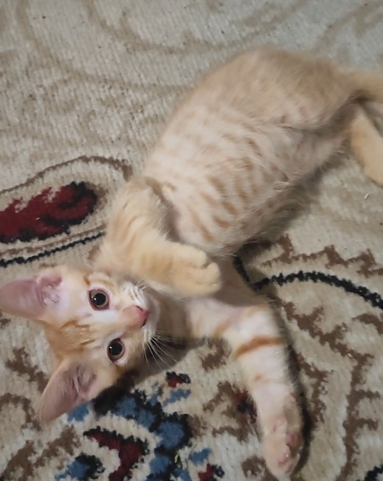 Котёнок  мальчик