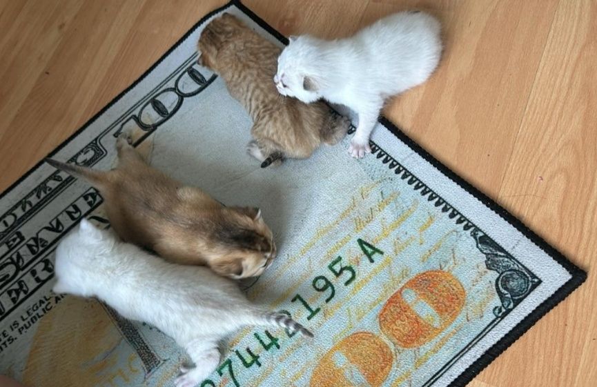 Брутальные жених на вязку, британец шиншилла