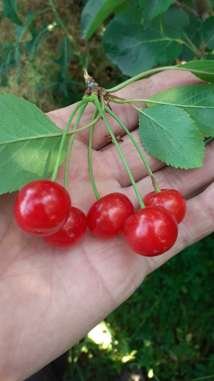 Плодовые деревья