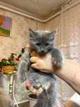 Отдам котенка в руки