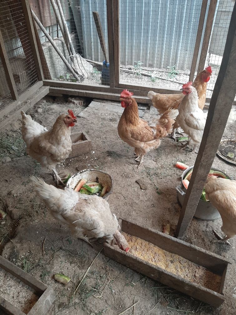 Продам годовалые домашние куры