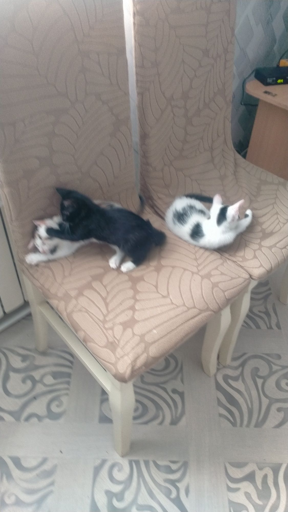 Отдам 2х маленких котят в хорошие руки,к гошку приучены