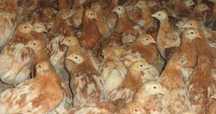 Продам цыплят ломан браун