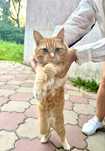 Котик в сапогах ищет дом!