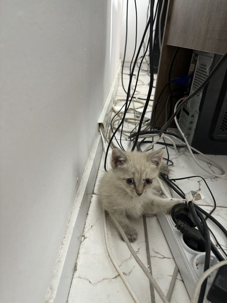 Отдам котят бесплатно