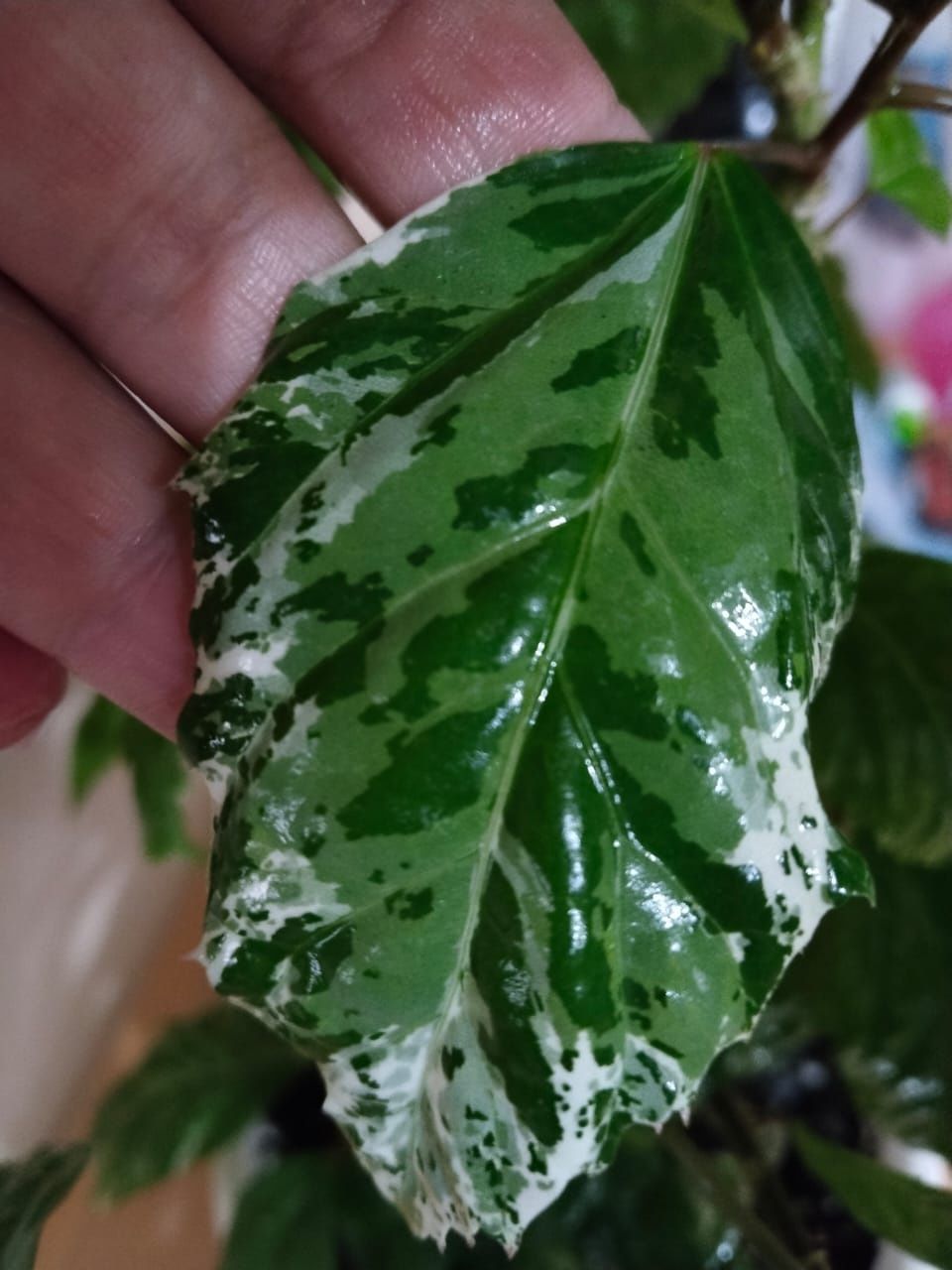 Продам вариегатный гибискус