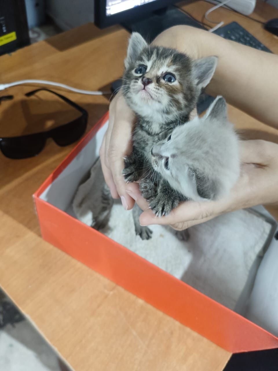 Котята месяц, все мальчики, сама привезу