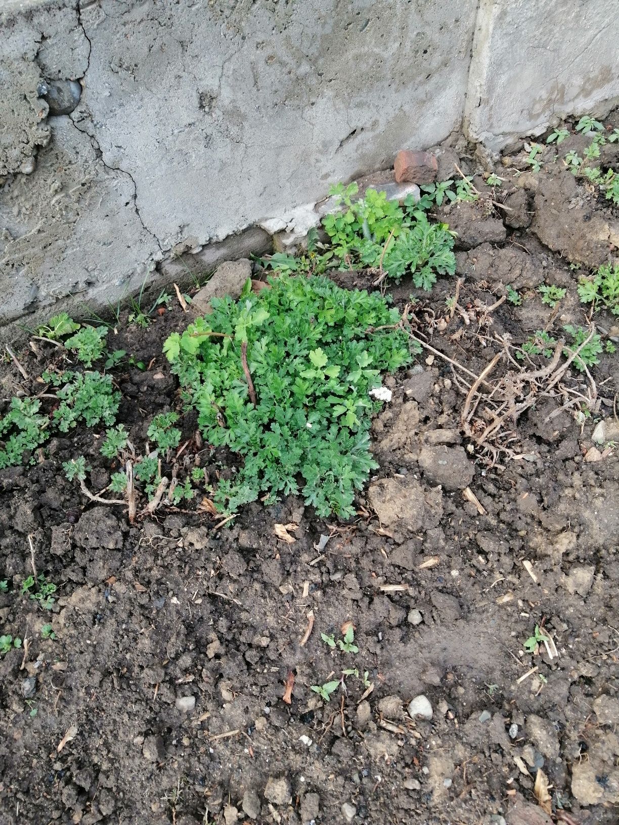 Продаю саженцы цветы и кустарники
