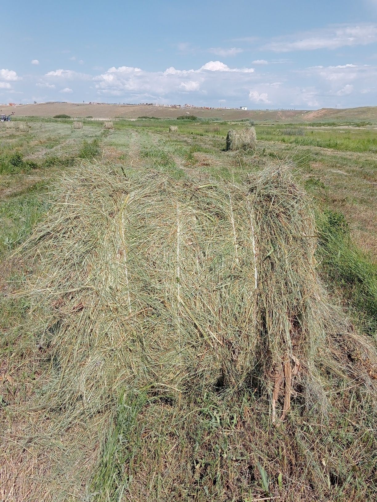 Продам свежее, зелёное сено.