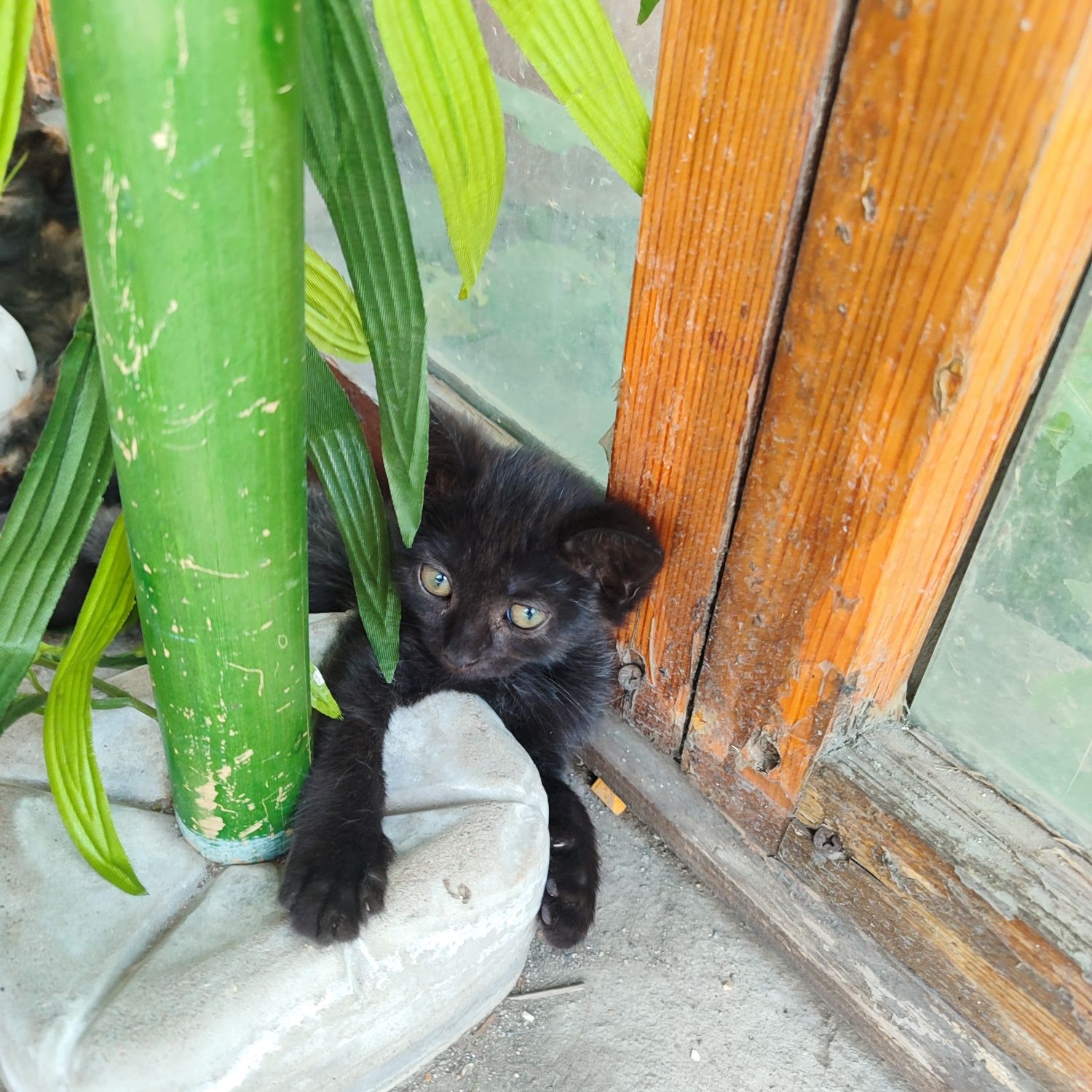 Породистые котята бесплатно!!!