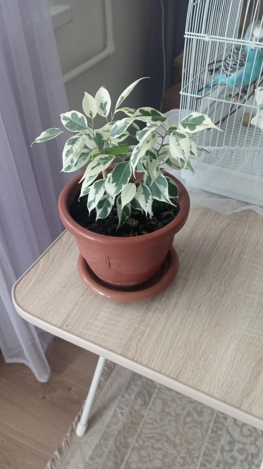 Фикусы Бенджамина