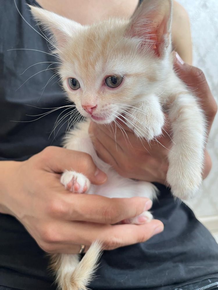 Котята 2 месяца (папа шатлендец-шиншила )