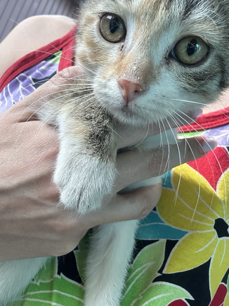Котята в любящие руки