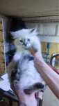 Котенок ищет дом
