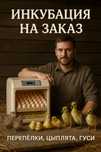 Инкубация яиц на заказ
