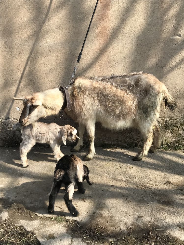 Альпи ешкі лақтарымен
