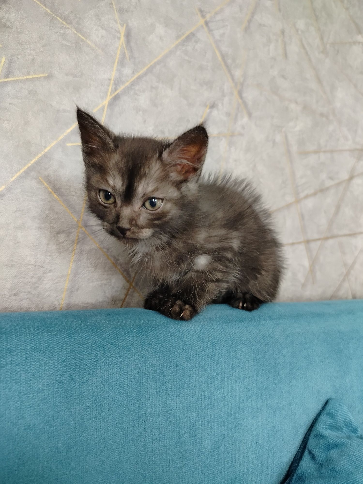 Отдам котёнка г. Костанай