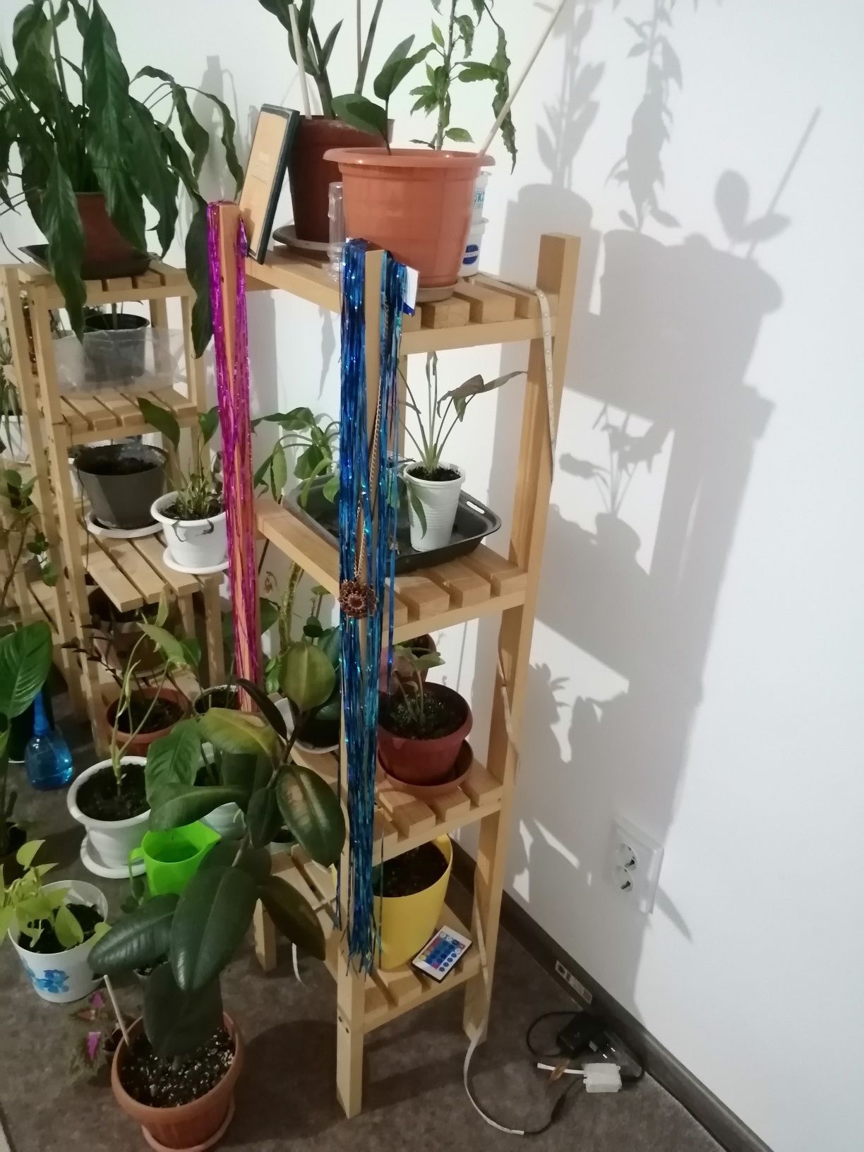Продам цветы и стойку