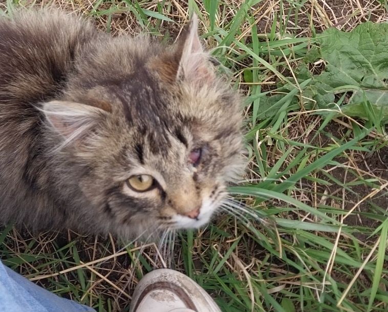 Котёнок, нуждается в помощи волонтёров