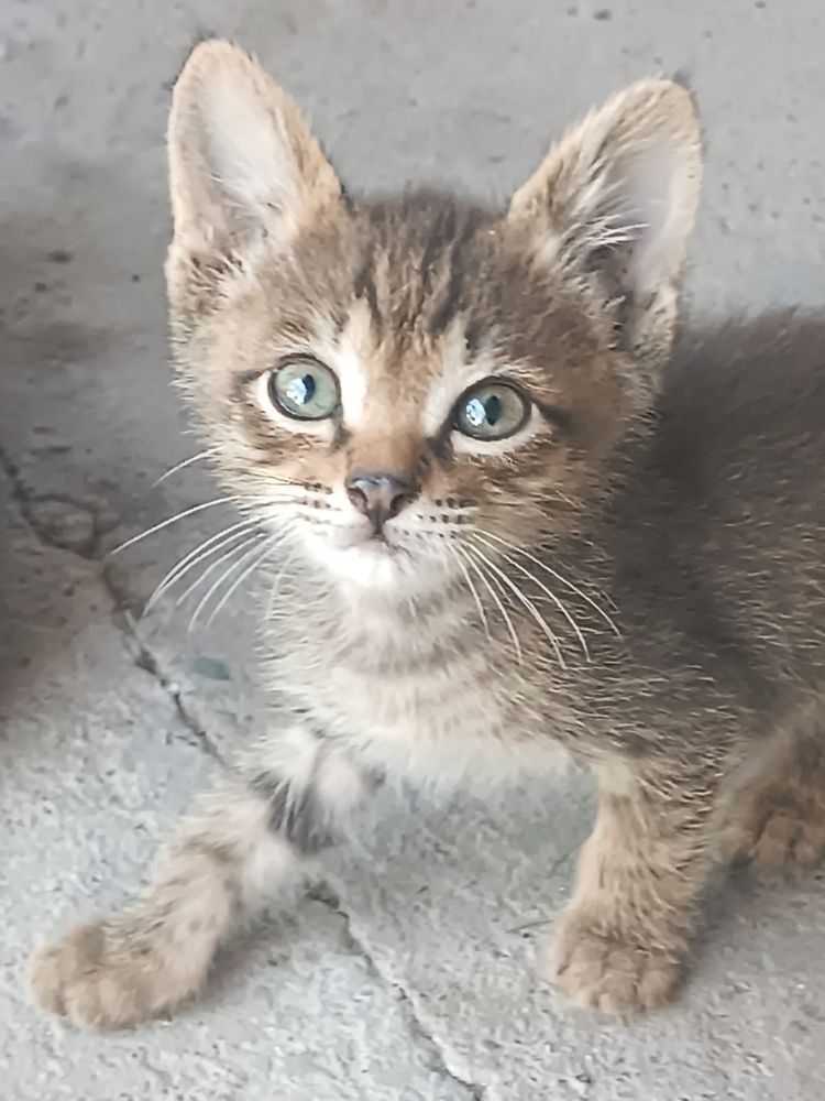 Отдам котят бесплатно