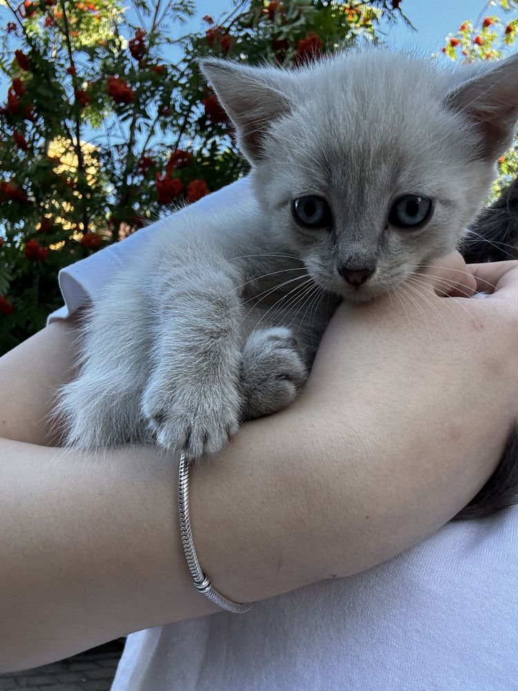 продам котят в добрые руки
