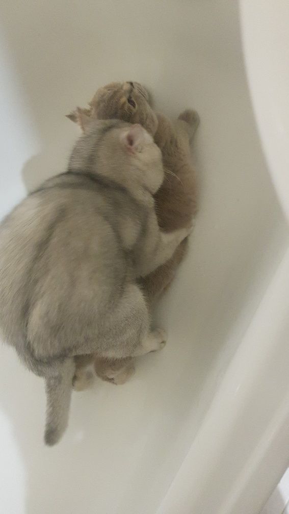 Вязка, случка, кота не продажа котят! Шикарный опытный кот