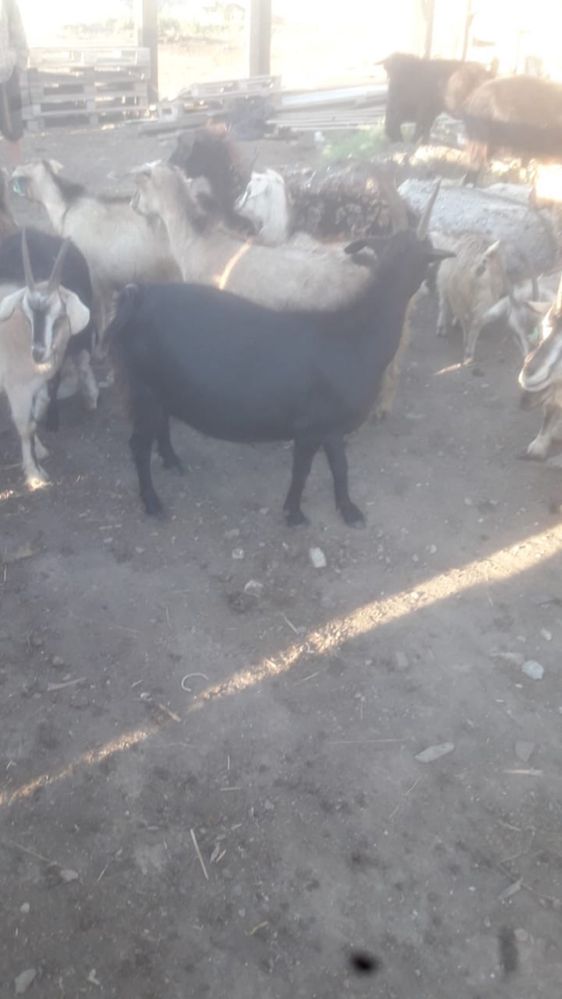 Продам коз и баранов