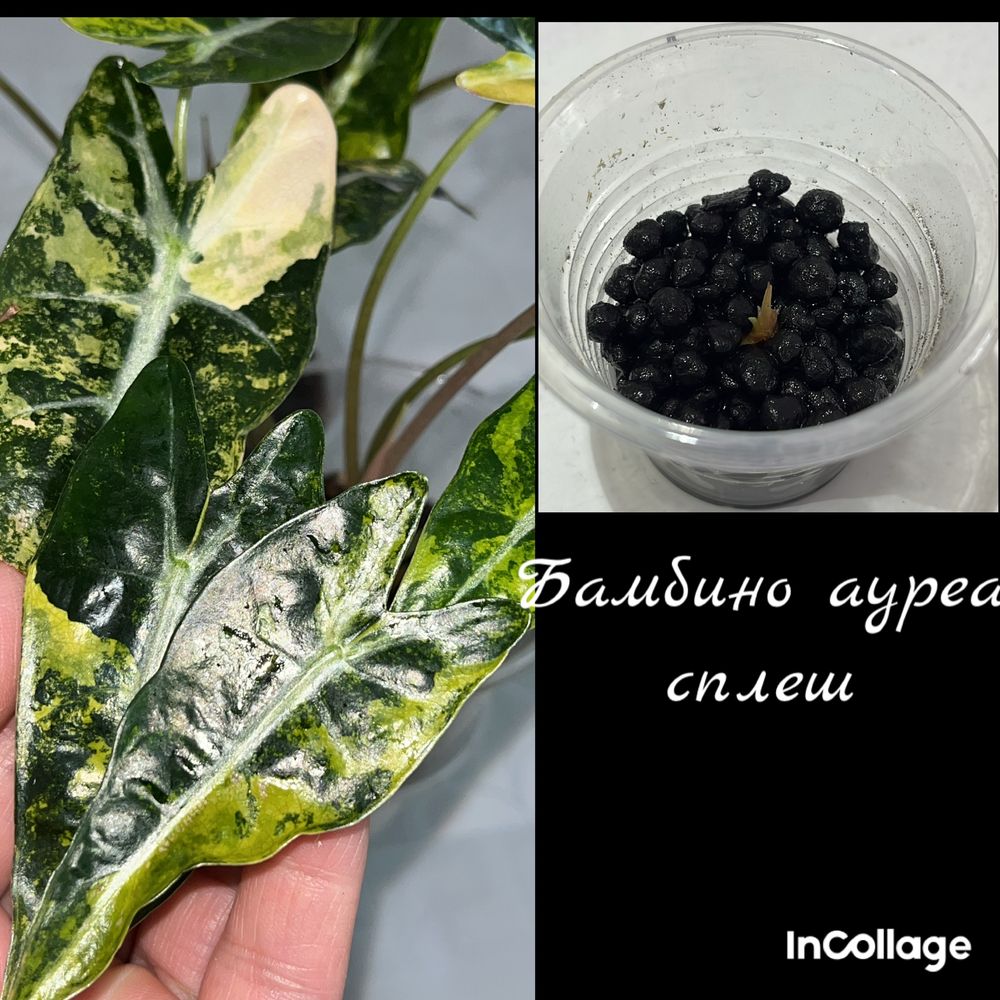 Алоказии Клубни Жаклин Блек стем фрайде макроризы шкуры дракона,