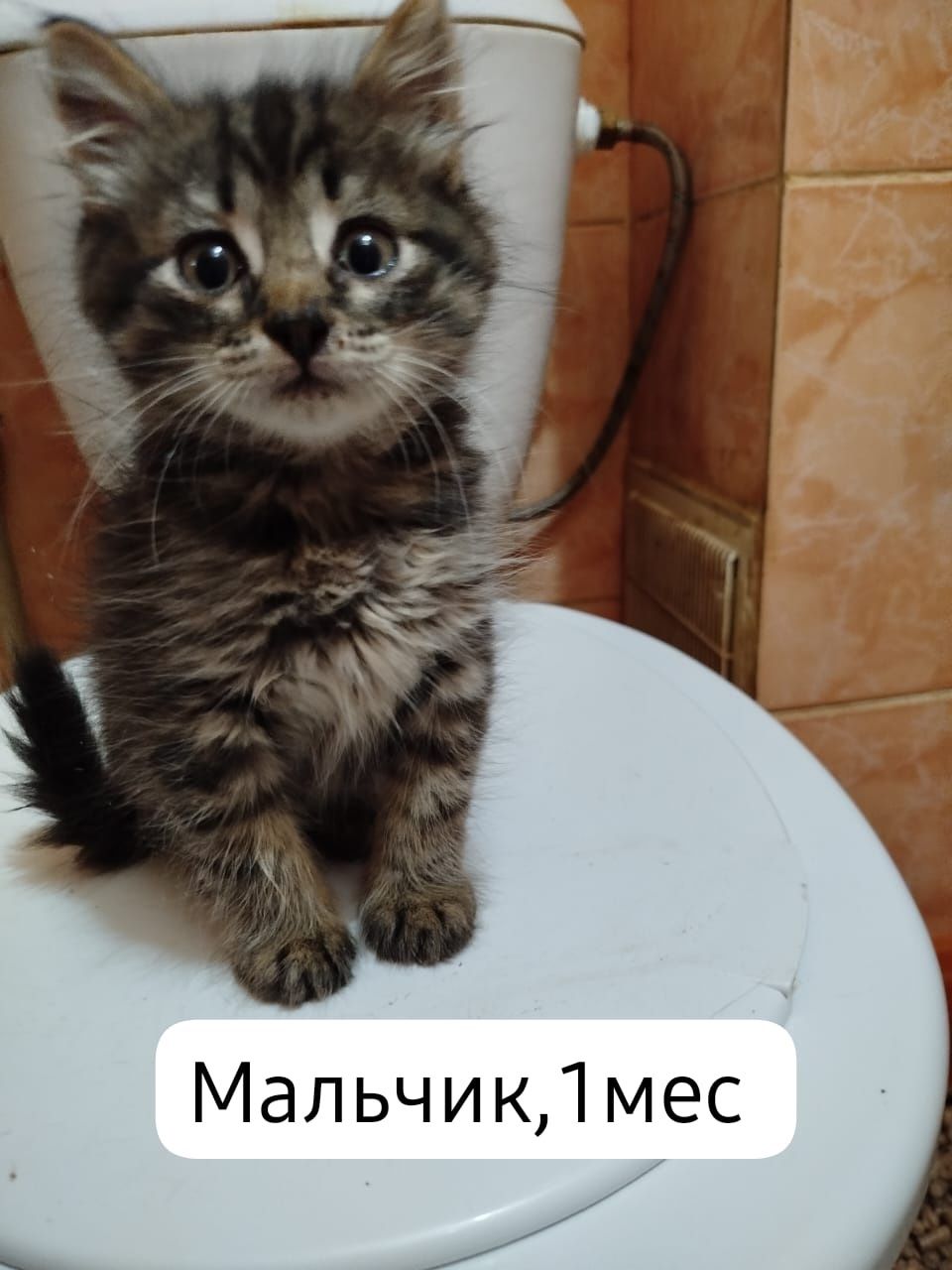 Котята бесплатно