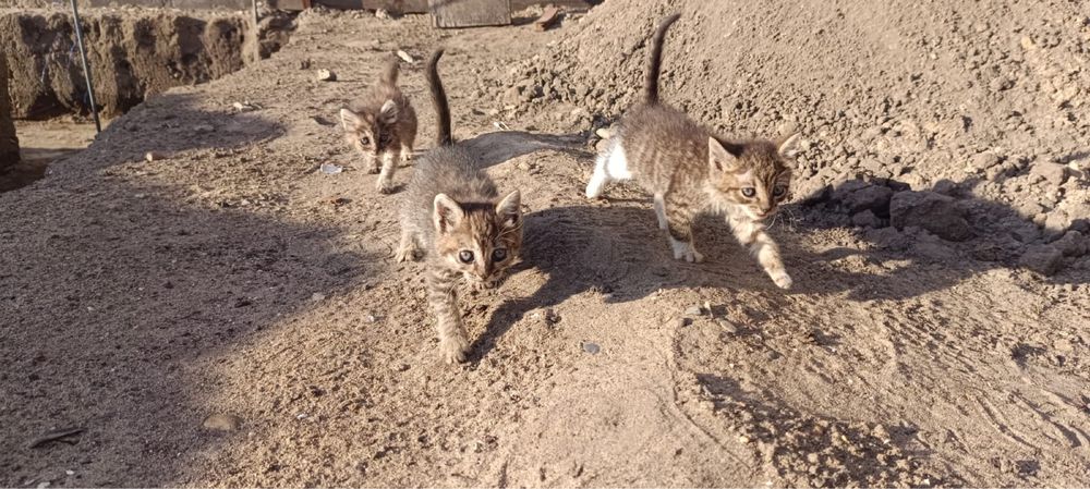 Котята в добрые руки