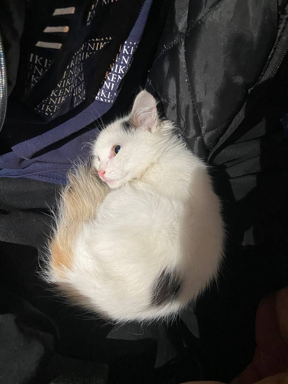 Отдам котенка бесплатно