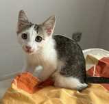 Котенок, мальчик, 4 месяца