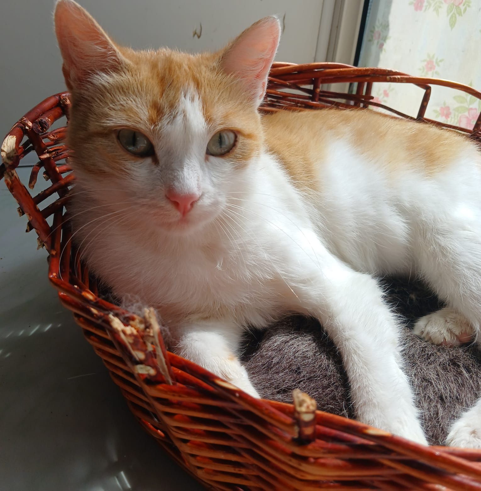Кошечка.          .