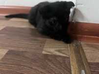 Котенок 2 месяца