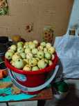 Продам яблоки уралка , черноплодную рябину,картофель, кабачки.