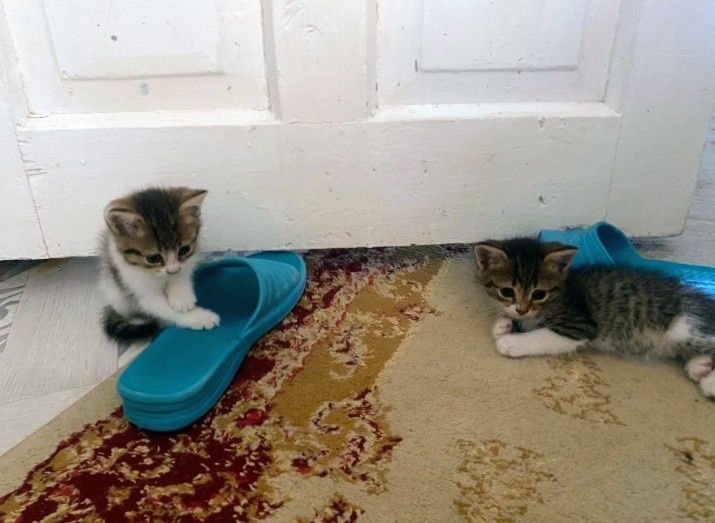 Бесплатно котята девочки полтора месяца