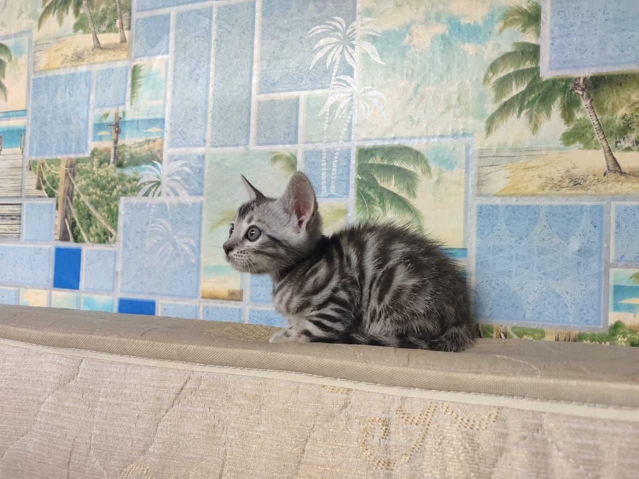 Продам бенгальских котят