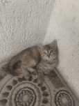 Отдам 4 цветных котят