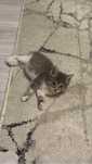 Котенок, в добрые руки