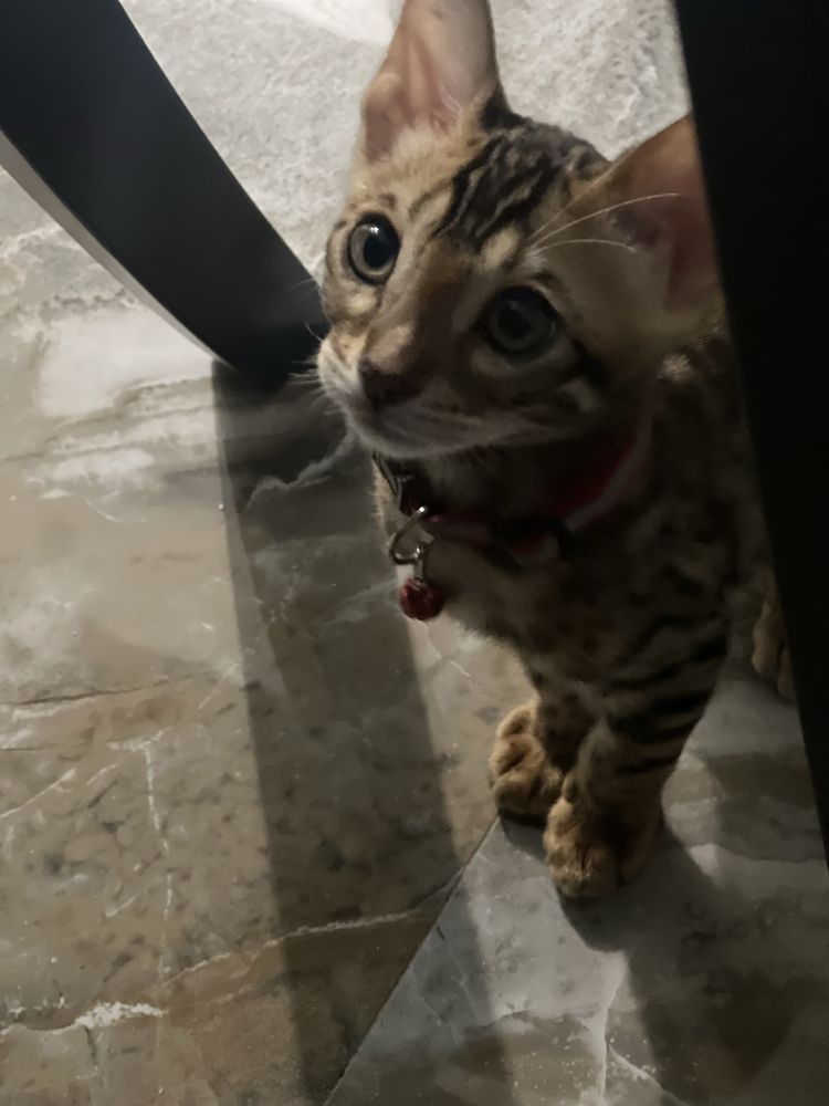 Бенгальский котенок