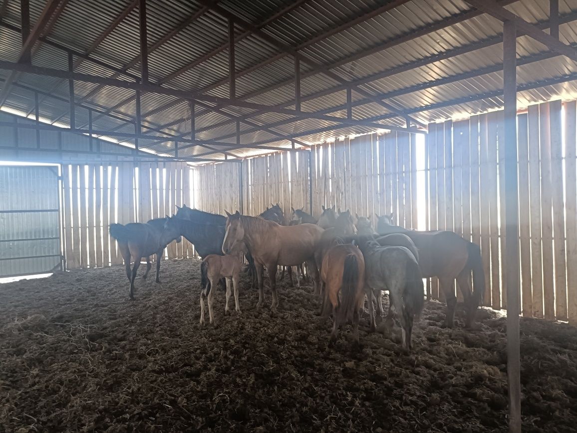 Продам, жылкы,быр уиыр, бары 17,бас 7, бие бар.