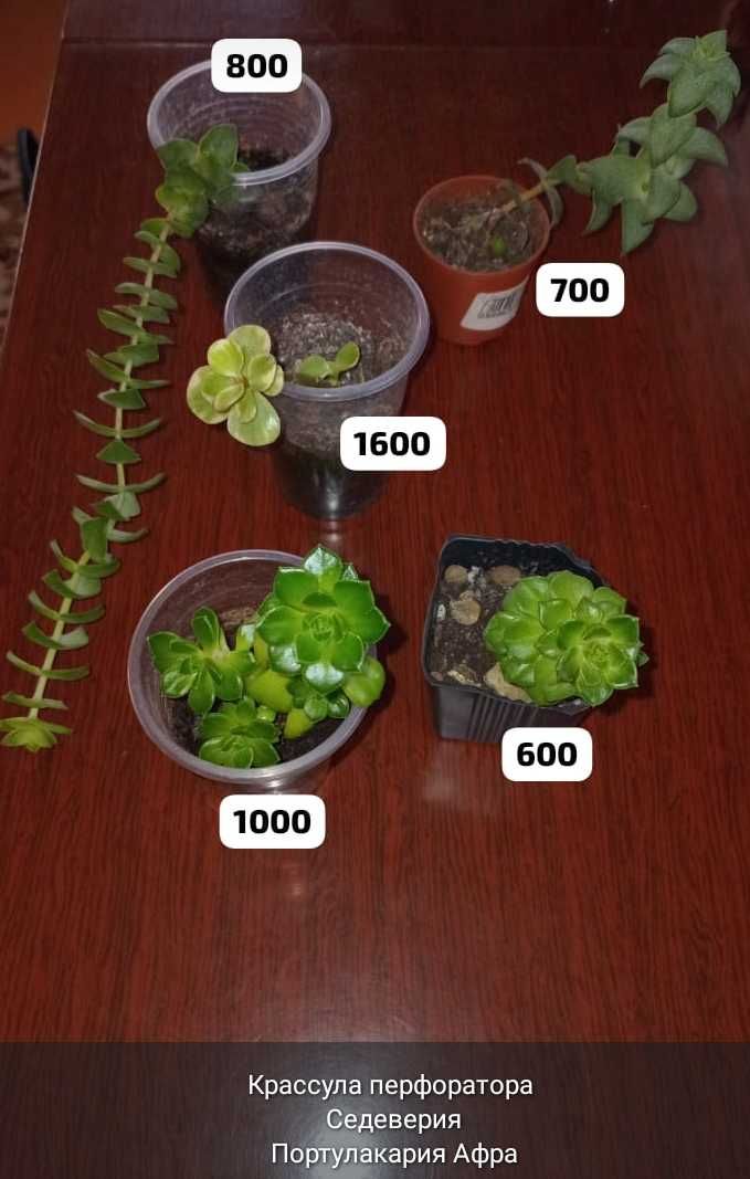 Суккуленты,укореняшки и срезы