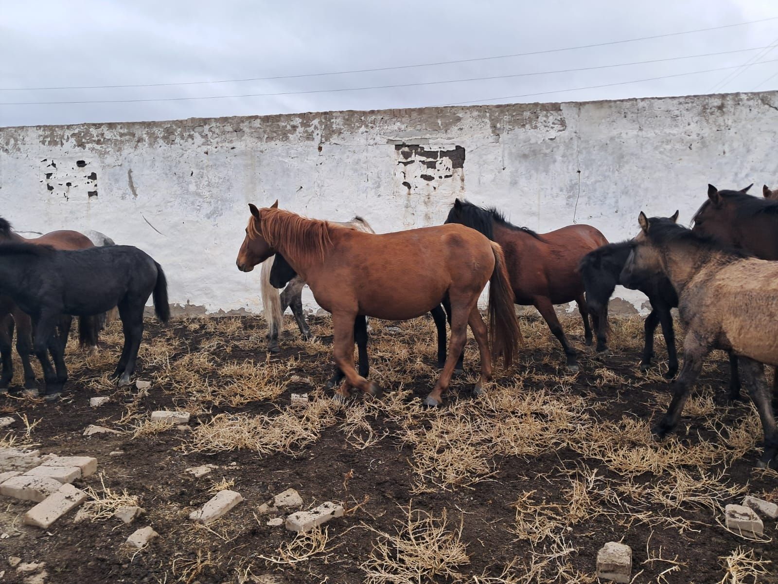 Продам кабылу 6 лет