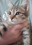 Котёнок полтора месяца девочка есть домашнюю еду и китекет