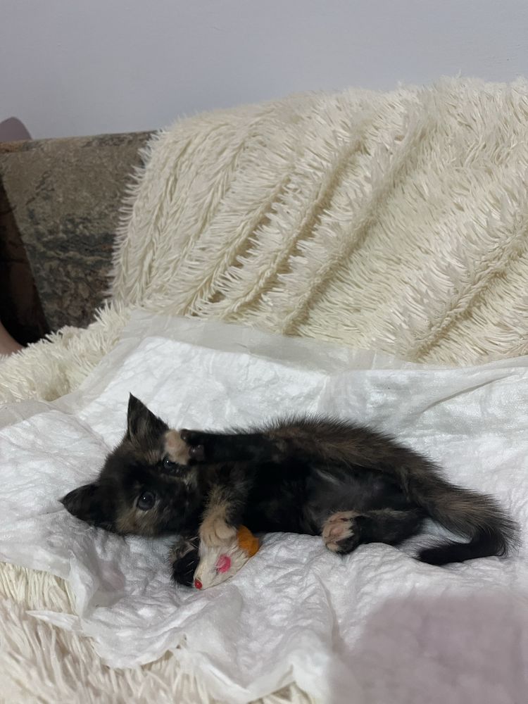 Отдаём в добрые руки ласкового котёнка
