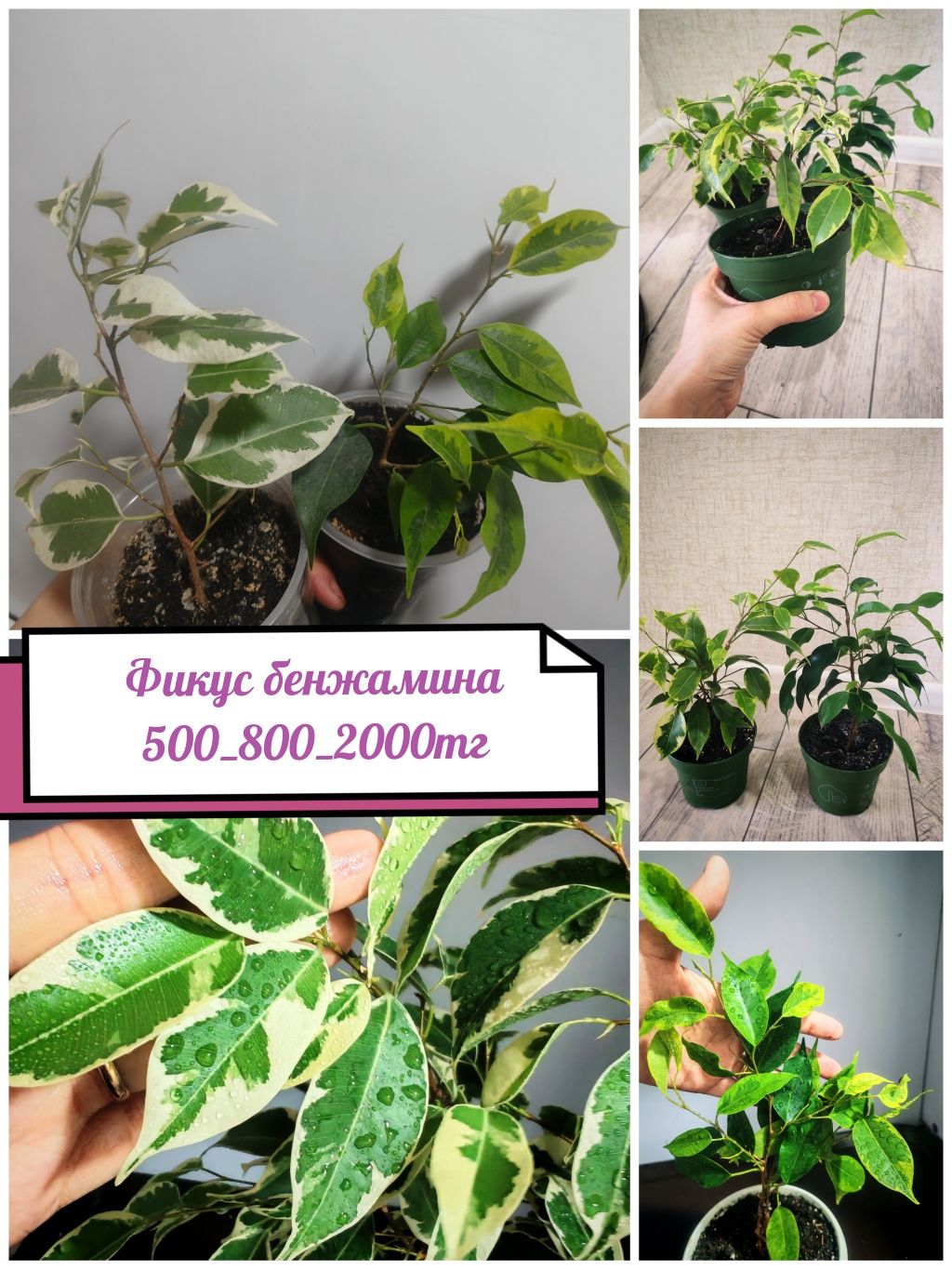 Фикус бенджамина район Компоселок
