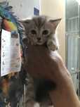 Шотландский котенок мальчик 2 месяца