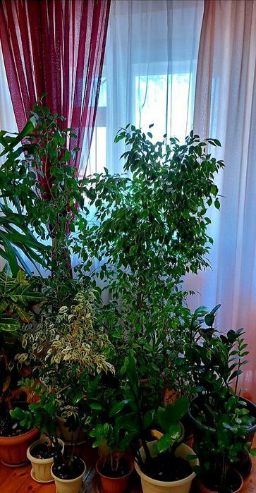 Продам комнатные цветы в большом количестве